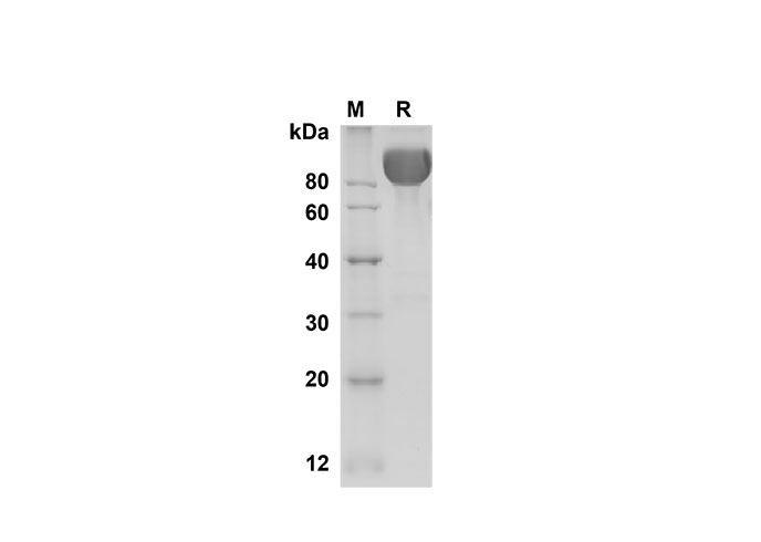 Валидация Elabscience PDMM100165(1125)
