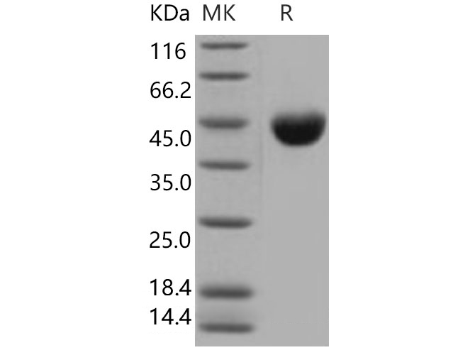 Валидация Elabscience PKSM040739(4711)