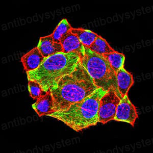 Валидация IF - AntibodySystem RHJ67603 (1437)