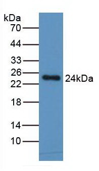 336