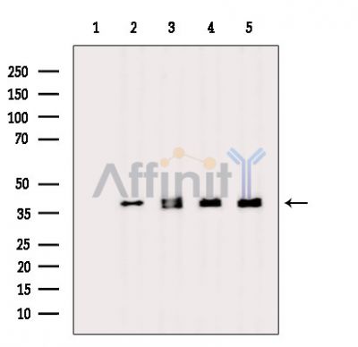 Валидация Affinity DF15658 - 12097