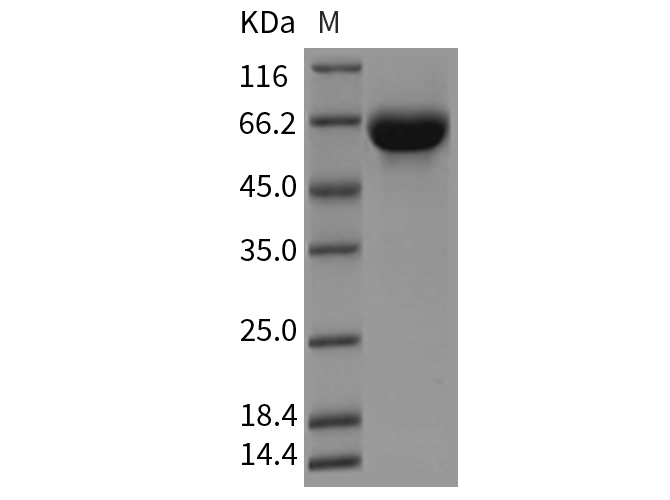 Валидация Elabscience PKSR030305(5649)