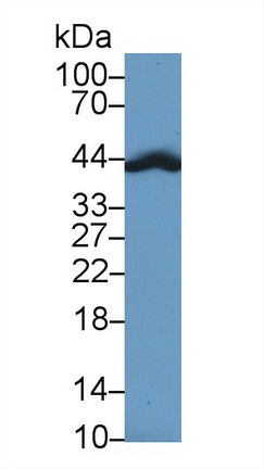 13046