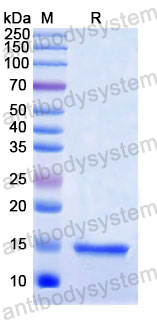 Валидация SDS-PAGE - AntibodySystem RHD48803