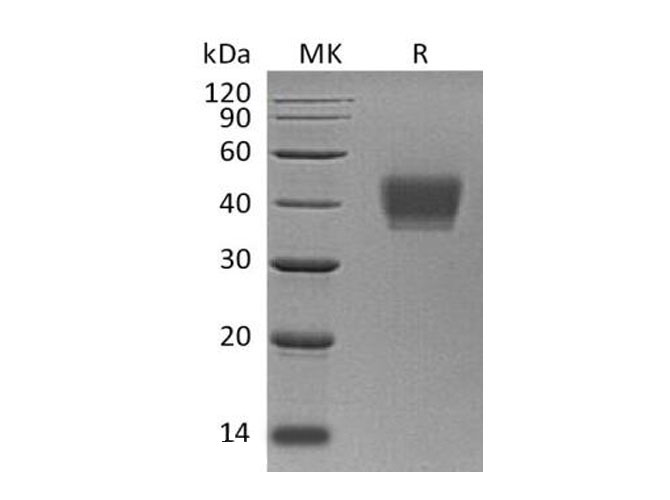 Валидация Elabscience PKSH033319(3651)