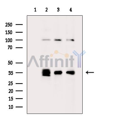 Валидация Affinity DF4216 - 15581