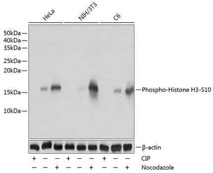 AP0002, вестерн-блоттинг, лизаты клеток HeLa, NIH/3T3 и C6 (24596)