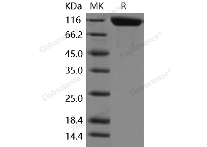 Валидация Elabscience PKSM040927(4870)