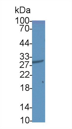 21803