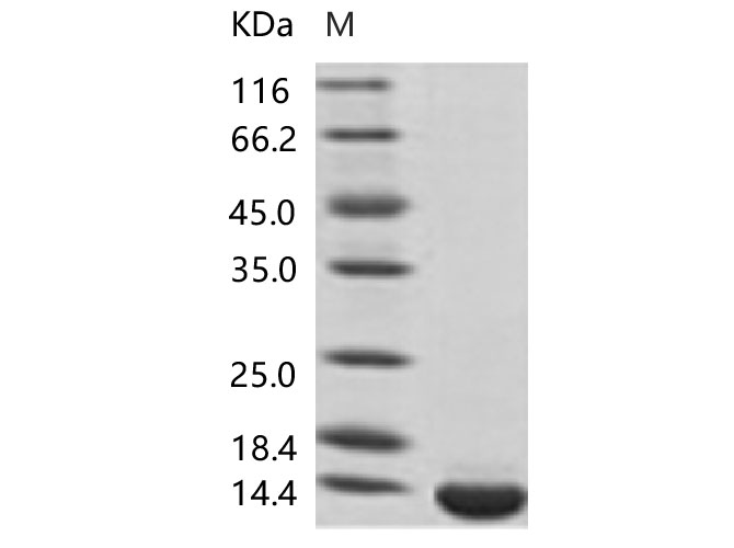 Валидация Elabscience PKSV030125(5902)