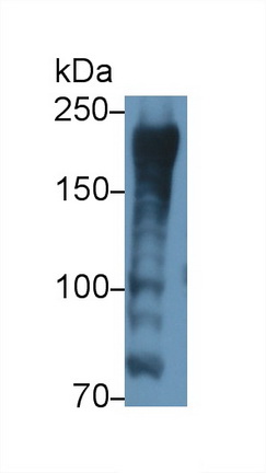 22032