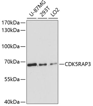 Валидация Elabscience E-AB-64470