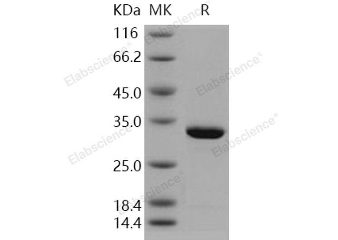 Валидация Elabscience PKSH030890(1722)
