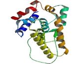 Small Heterodimer Partner (SHP)