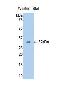 36721