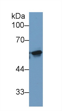 10513