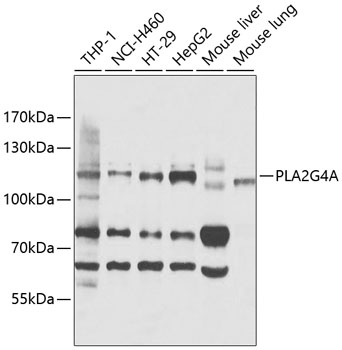 Валидация Elabscience E-AB-90015