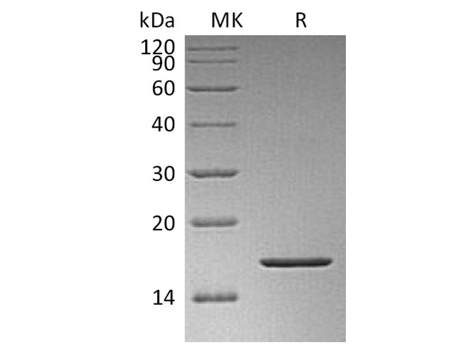 Валидация Elabscience PKSH033503(3807)