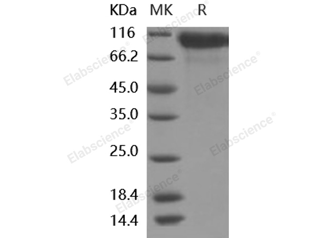 Валидация Elabscience PKSH031997(2564)