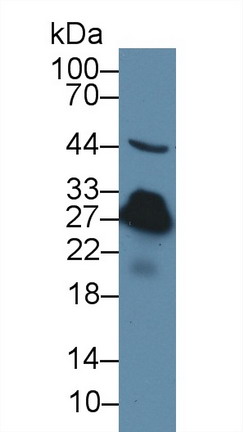 8529