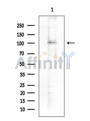 Валидация Affinity DF14580 - 10583