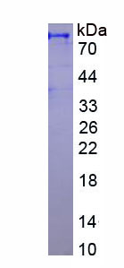 54379