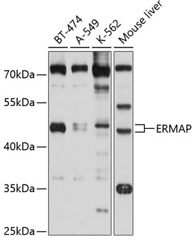 Валидация Elabscience E-AB-90160