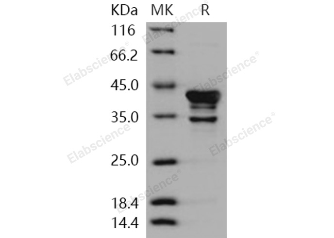 Валидация Elabscience PKSH030469(1388)