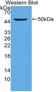 54915