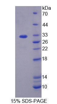 43314