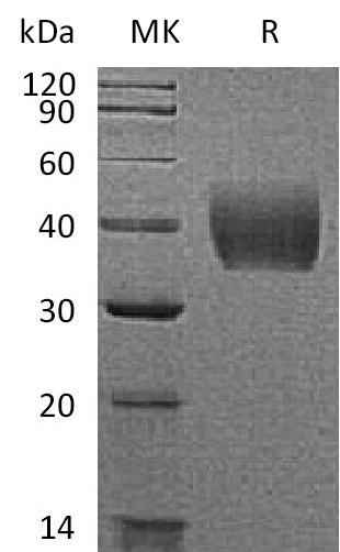 Валидация Elabscience PKSM041273(5169)