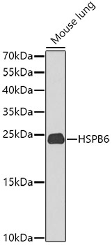 Валидация Elabscience E-AB-63205