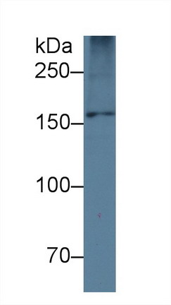 28361