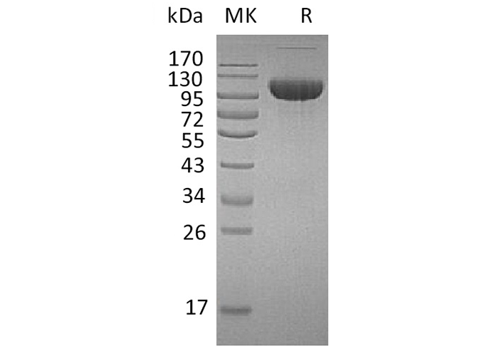 Валидация Elabscience PKSH033678(3961)