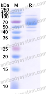EHJ22502, SDS-PAGE