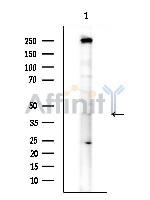 Валидация Affinity DF14303 - 10186