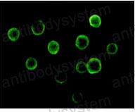 Валидация IF - AntibodySystem RHG07802