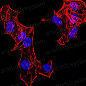 Валидация IF - AntibodySystem RHF53205 (1039)