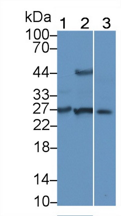 21806