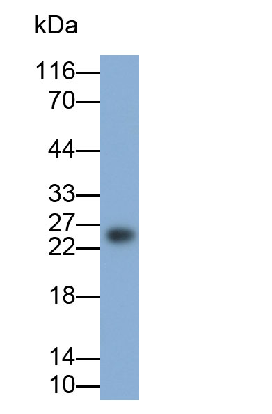 32144