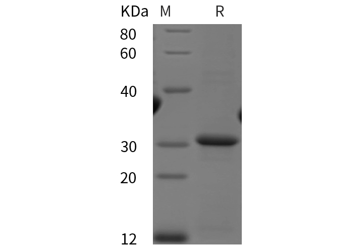 Валидация Elabscience PDEH100890(321)
