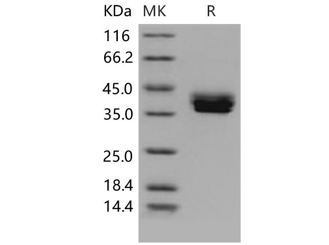 Валидация Elabscience PKSM040660(4643)