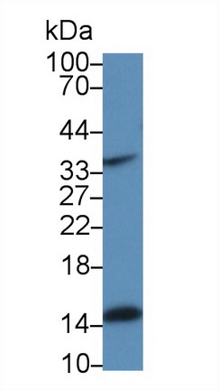 9010