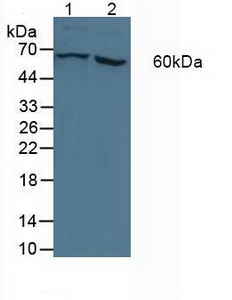 5462