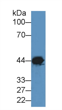 8352