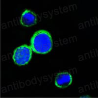 Валидация IF - AntibodySystem RHC16801