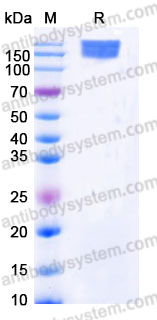 EHE57002, SDS-PAGE