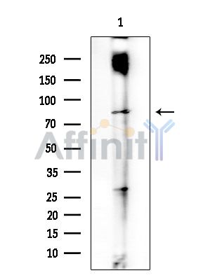 Валидация Affinity DF3980 - 15206