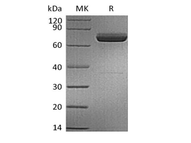 Валидация Elabscience PKSH033859(4094)