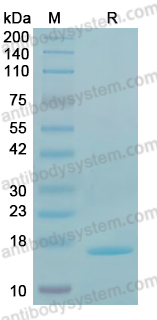 YVV46601, SDS-PAGE